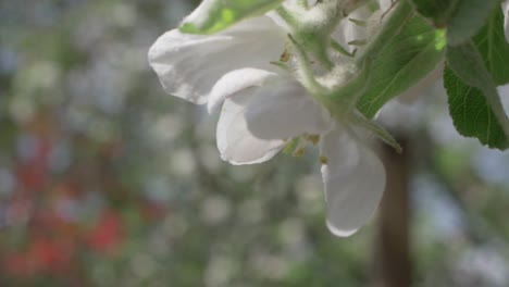 Flor-De-Manzano-En-Plena-Floración-Balanceándose-En-El-Viento,-Cámara-Lenta