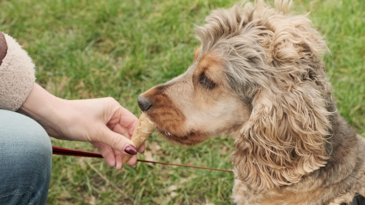 스코틀랜드 에딘버러의 화창한 날 주인이 남긴 바닐라 아이스크림 콘 잔해를 먹고 있는 세이블 컬러 잉글리쉬 코커 스패니얼 개를 클로즈업
