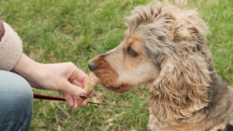 Close-up-of-a-sable-coloured-English-Cocker-Spaniel-dog-eating-the-remains-of-a-vanilla-ice-cream-cone-from-its-owner-on-a-sunny-day-in-Edinburgh,-Scotland