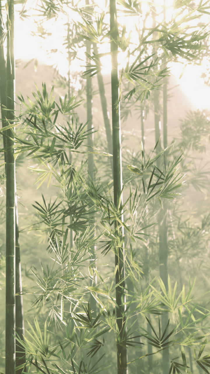 Luce solare che filtra attraverso alberi di bambù in una foresta al mattino.