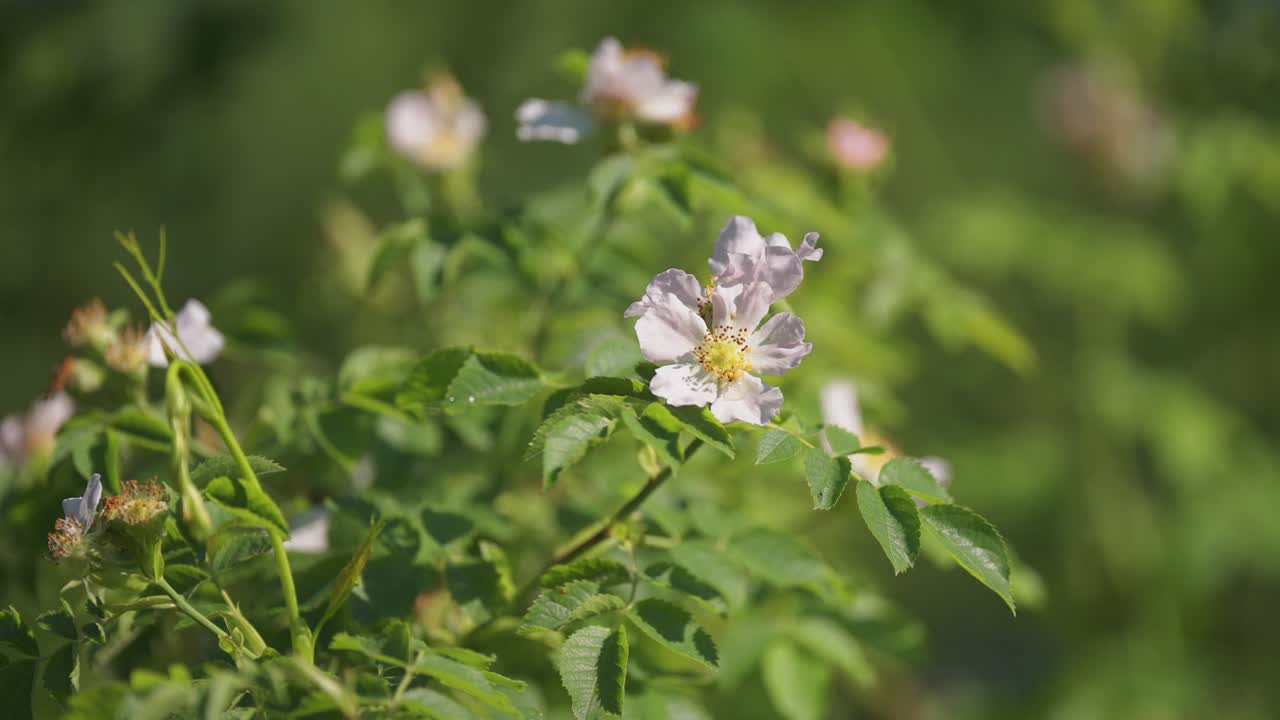 로사 카니나 (rosa canina) 꽃 은 일반적으로 개 장미 로 알려져 있다
