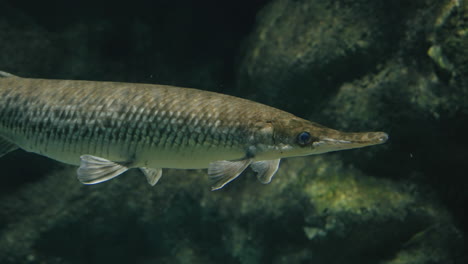 View-Of-Spotted-Gar-At-Sendai-Umino-Mori-Aquarium-In-Japan---close-up