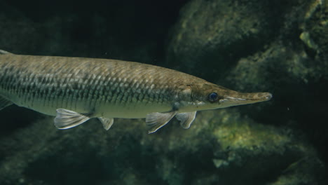 vista del gar manchado en el acuario sendai umino-mori en japón - primer plano