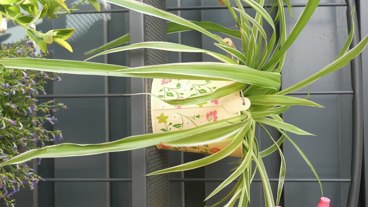 Hanging Spider Plant in Decorative Pot