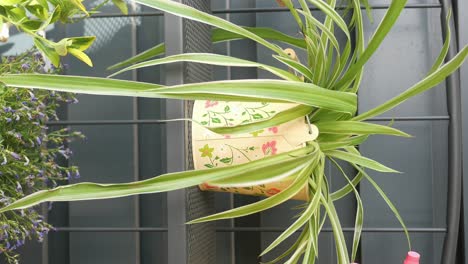hanging spider plant in decorative pot