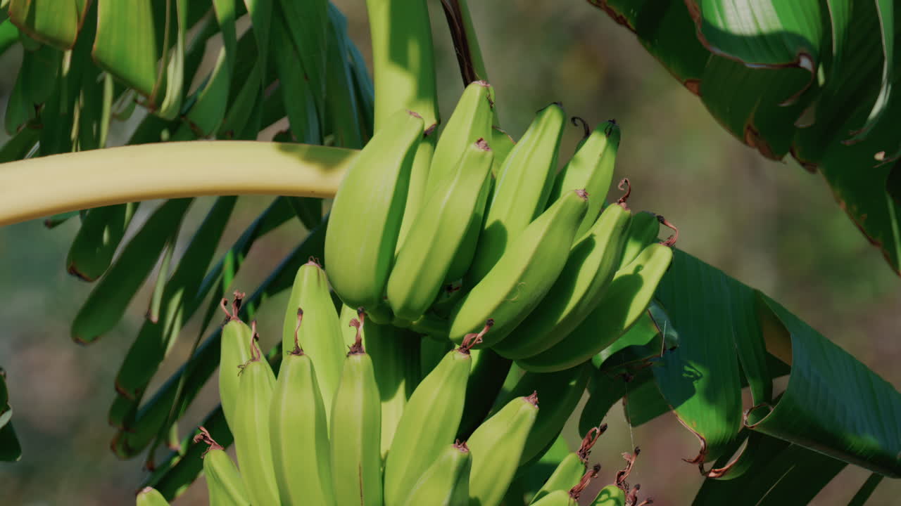 Close up of green bananas growing on a banana tree in Golfe Juan, France