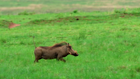 a warthog runs gracefully through green grassland in slow motion, evoking wild freedom