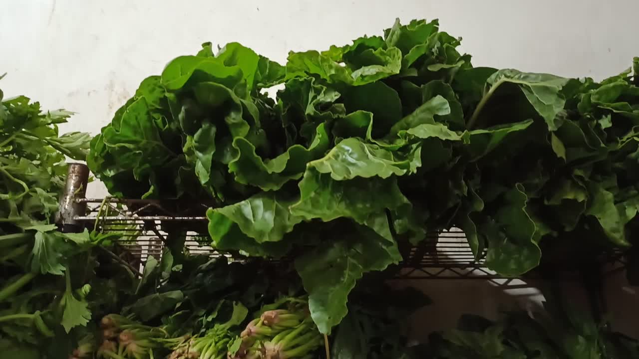 lechugas, espinacas, hierbas, rábanos y cebollas en un rack