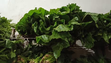 lettuces, spinaches, herbs, radishes and onions in a rack