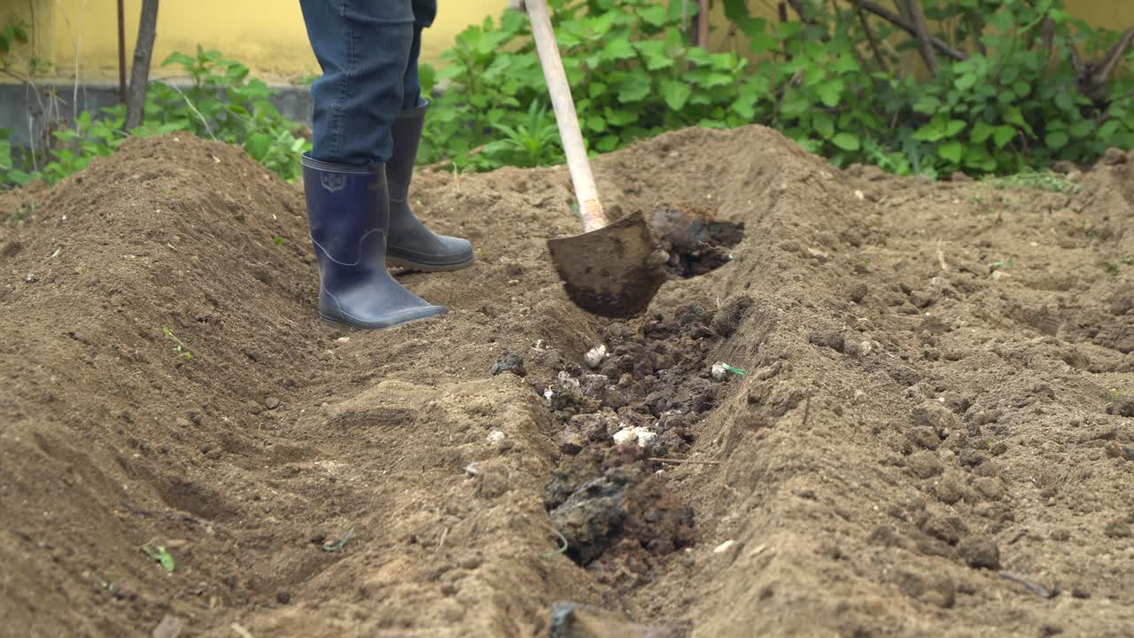 agricultor aplicando estiércol fertilizante en surcos de suelo marrón durante el día