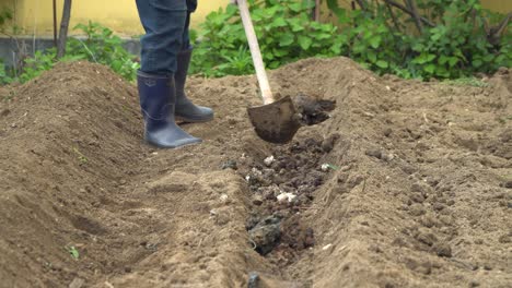 Agricultor-Aplicando-Estiércol-Fertilizante-En-Surcos-De-Suelo-Marrón-Durante-El-Día