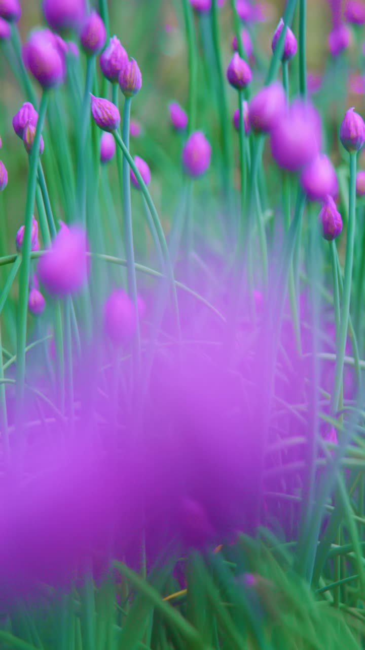 Lilla blomster svajer blidt på en grøn mark. Blød fokus skaber en drømmende, fredfyldt atmosfære. Ingen mennesker, ingen dyr i denne naturscene. Perfekt til rolige projekter med natur- eller have-tema.
