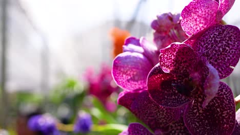 primer plano de una orquídea rosada y púrpura vibrante