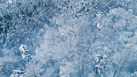 Snowy-branches-in-forest.-Winter-fairy-background