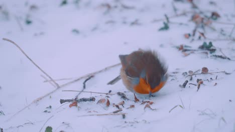 Petirrojo-Europeo,-Petirrojo,-Alimentándose-En-La-Nieve,-Parque-Nacional-Veluwe,-Países-Bajos