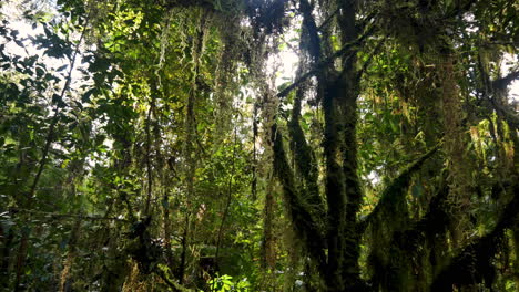 tiro místico de plantas colgantes y hojas de árbol en la densa jungla durante el día soleado