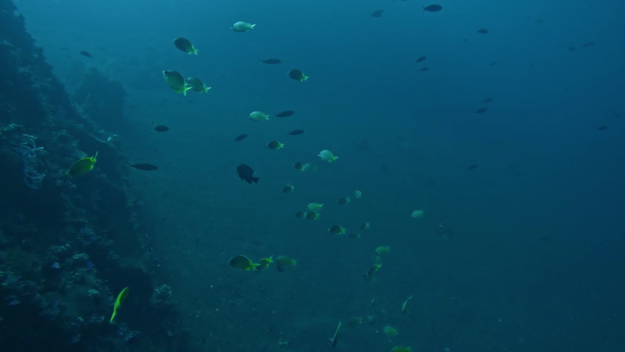 푸른 바다 물에서 헤엄치는 열대 물고기들과 함께 깊은 바다 협곡의 깊이