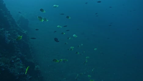 deep-sea-gorge-depth-with-tropical-fish-swimming-in-blue-ocean-water