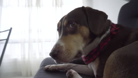 a beagle-harrier, dog rests on coach, sofa