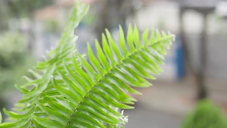 close up shot of a couple sword fern branches being tossed around by gushing air in slow motion coming out of a balcony garden