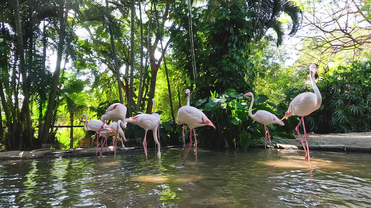 푸른, 조용한 환경 에서 헤엄치는 플라밍고 들