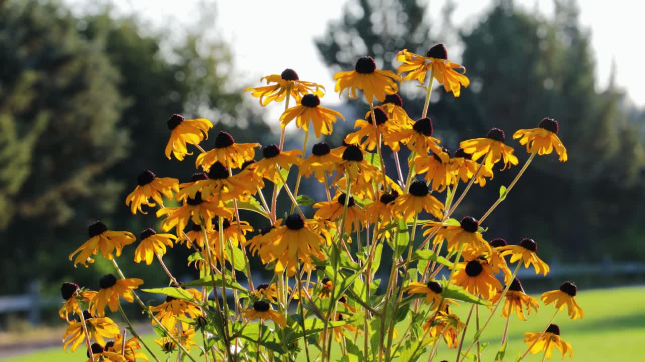 Girasoli in una luminosa e soleggiata mattina d'estate con movimento di carrello da sinistra a destra