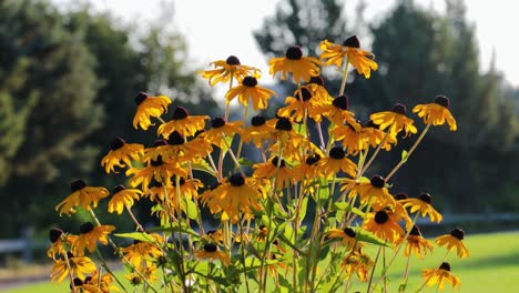 Girasoles-En-Una-Brillante-Y-Soleada-Mañana-De-Verano-Dolly-De-Izquierda-A-Derecha