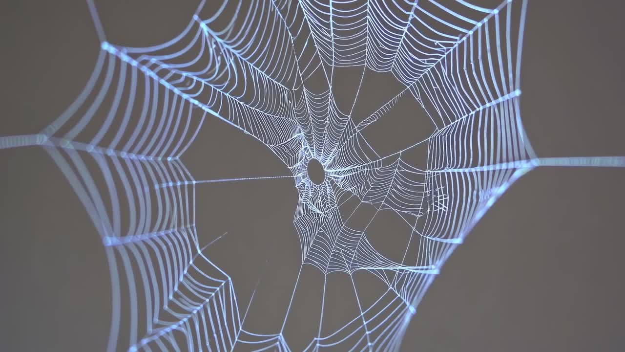 Close-up video of a spider web, captured from a low angle