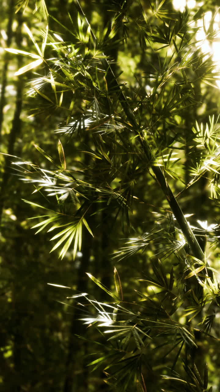 close up de hojas de bambú en un bosque