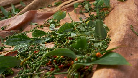 Close-up-of-organic-peppercorn-farming-background-with-no-people,-fresh-pepper-being-harvested