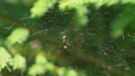 araña tejedora de hojas sentada en su red, la red refleja la luz del sol