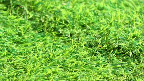 Scaly-breasted-Munia-Takes-Off-From-Green-Grass