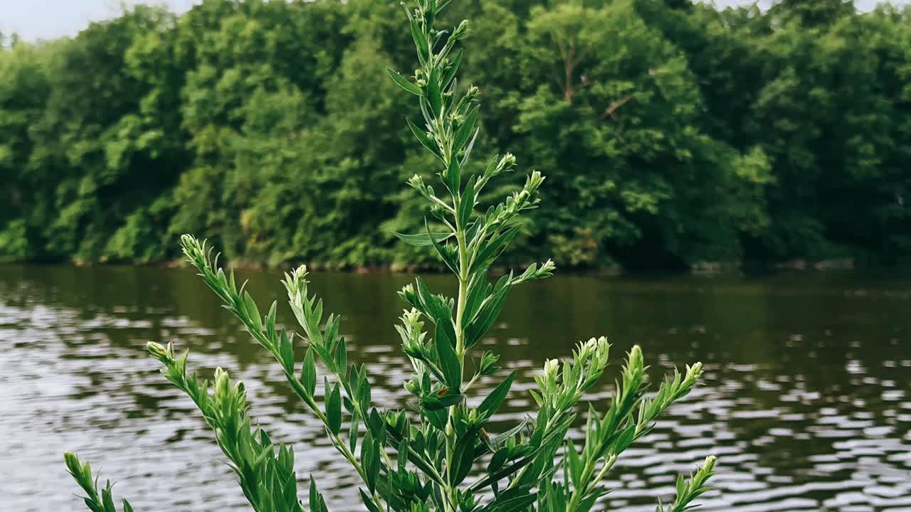 강변에 있는 초록색 식물