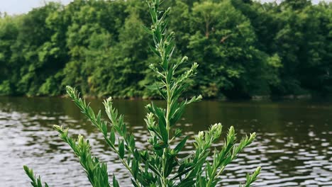 planta verde junto al río
