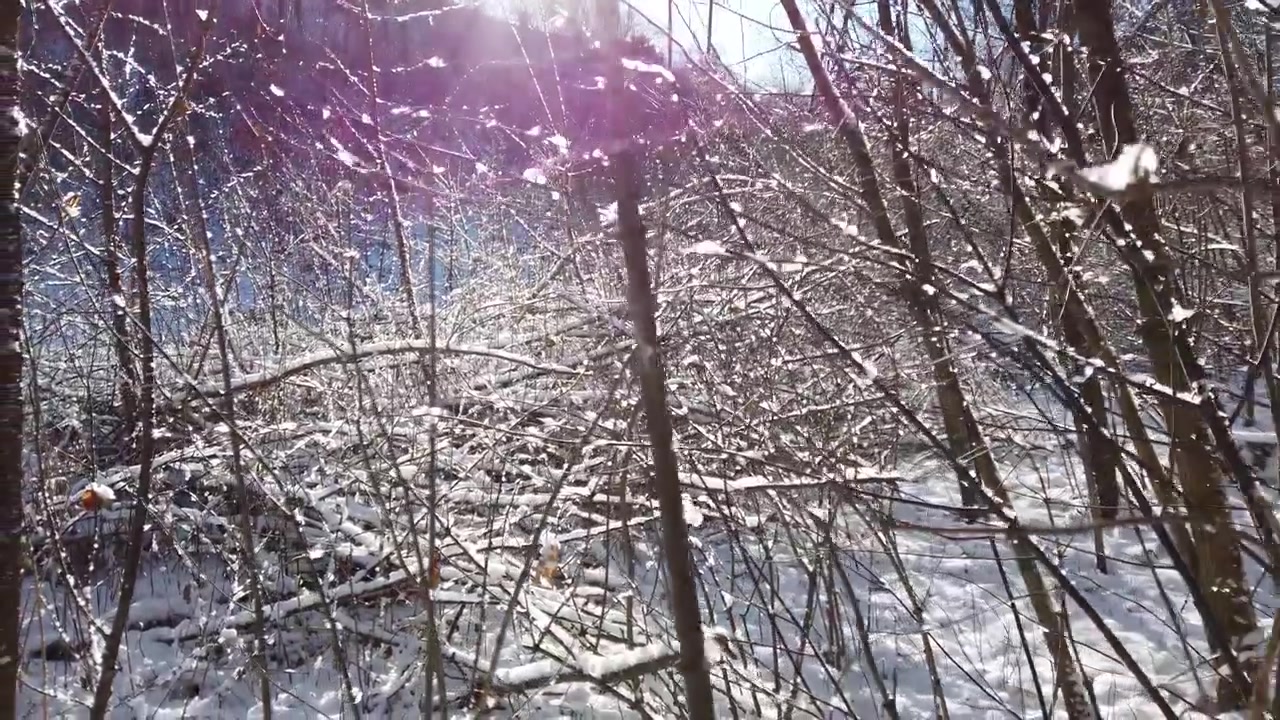 Foresta invernale. Neve e sole