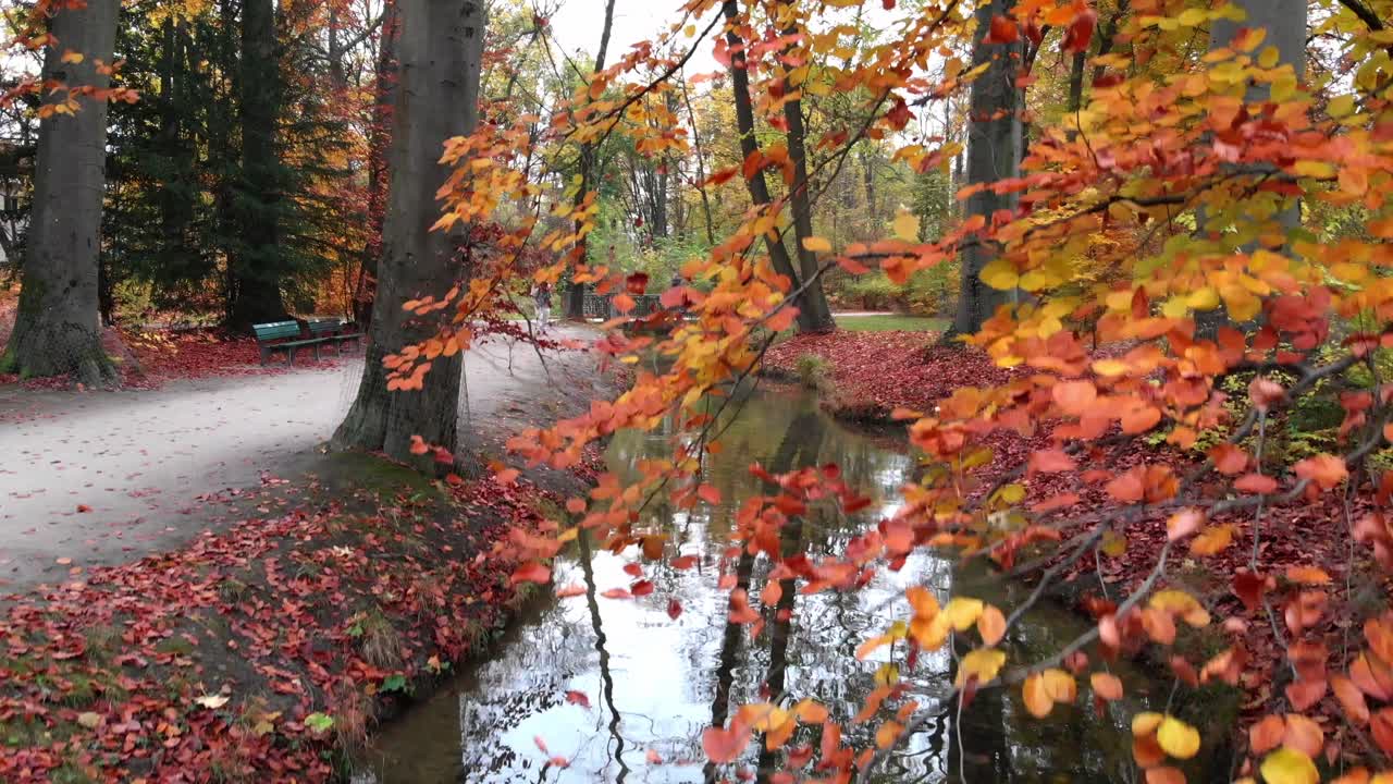 árboles de otoño de munich en el jardín inglés con un dron por la tarde y por la noche a 4k 24fps