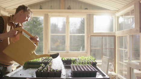 Woman-watering-seedlings-in-trays-in-conservatory-in-soft-morning-light