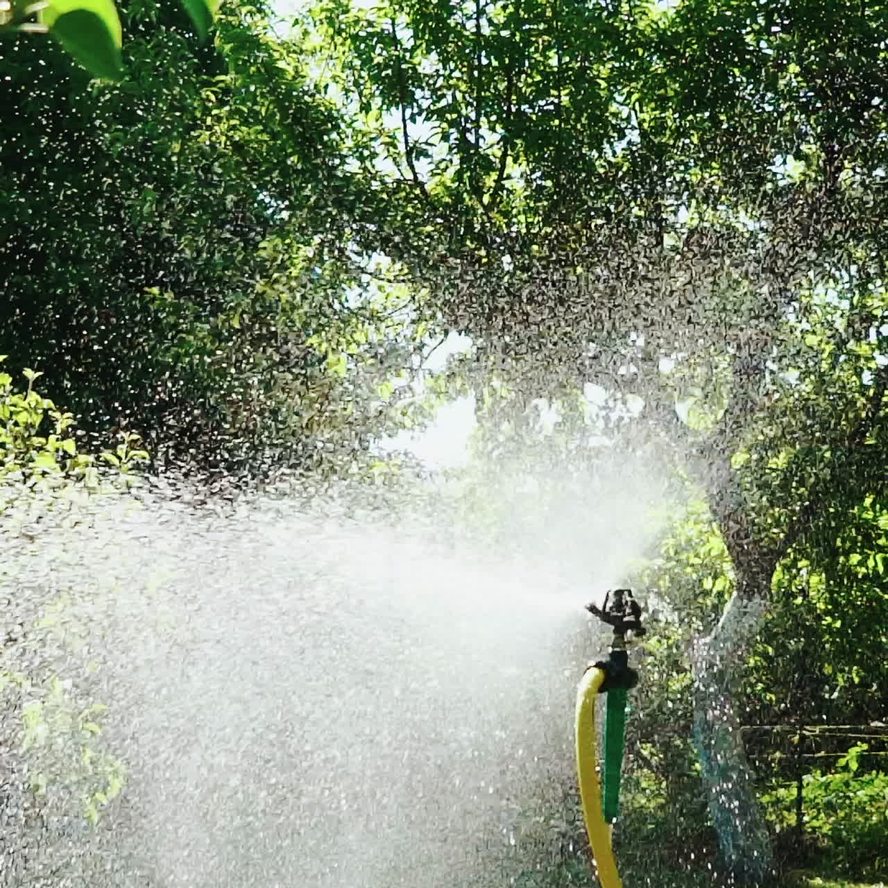 Water sprinkler. Automatic irrigation system for plants and lawns. Slow motion.