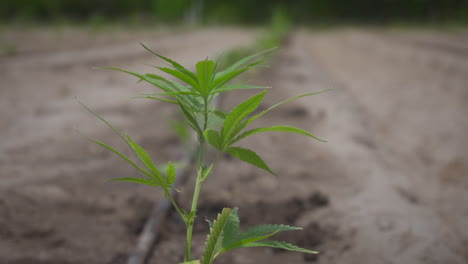 hemp plant blowing in wind on  cannabis farm