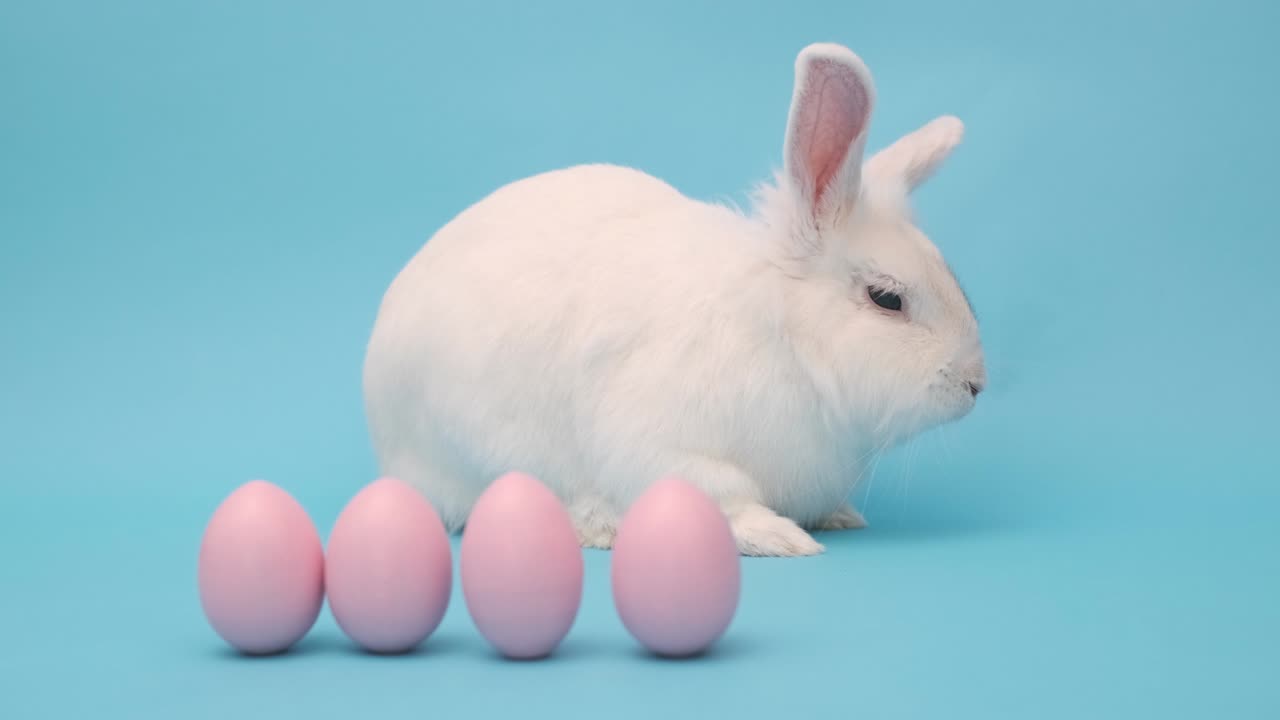 파란색 배경에 색 이스터 토끼. 토끼는 분홍색 이스터 달과 함께 앉아 있습니다.