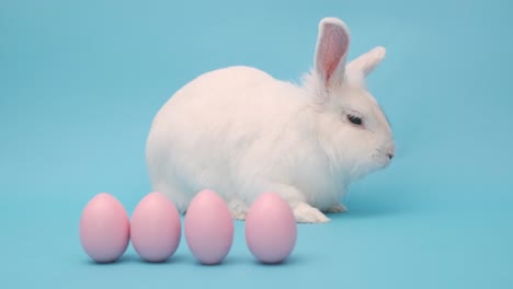 white cute easter bunny on a blue background. bunny sits with pink easter eggs