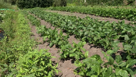 campo cultivado con caupí y una mariposa que pasa