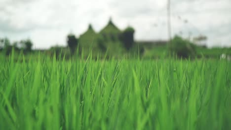 Campo-De-Arroz-Verde-Meciéndose-En-El-Viento-En-La-Collina,-Club-Harie-J&#39;oublie-Le-Temps-En-Shiga,-Japón