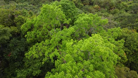 Luftaufnahme-Eines-Dichten-Grünen-Blätterdachs-Im-Tropischen-Regenwald