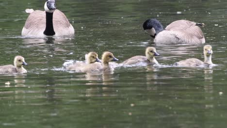 Eine-Gruppe-Junger-Gänse-Schwimmt-Mit-Den-Eltern-Im-Hintergrund