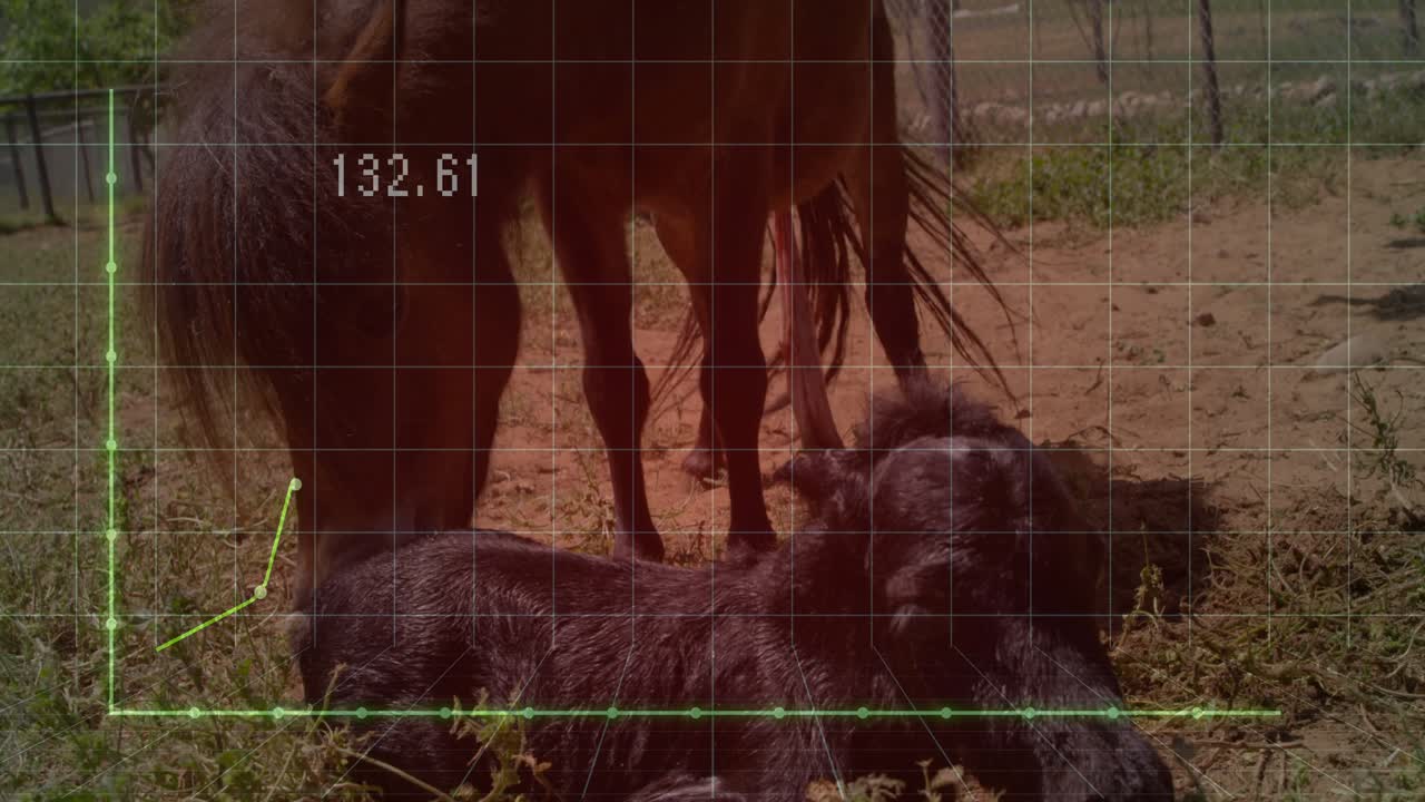 Brown mare sniffing and licking foal coat urging twitching pushing with green line chart overlay