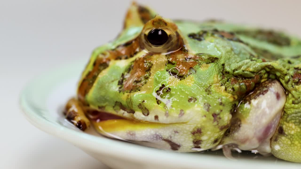 A horned frog eats a superworm on a white plate, captured in close-up with bright lighting