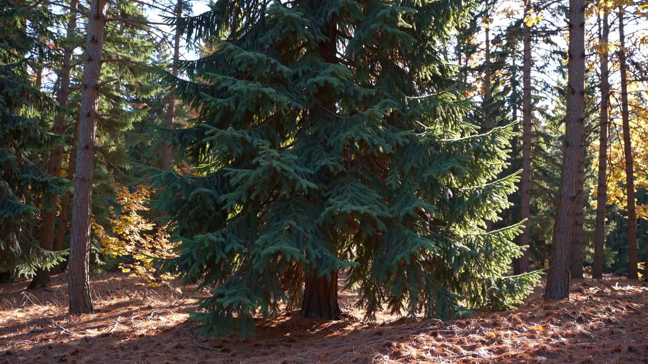Sunlit forest scene with tall evergreens, captured from a low-angle, creating a serene, natural