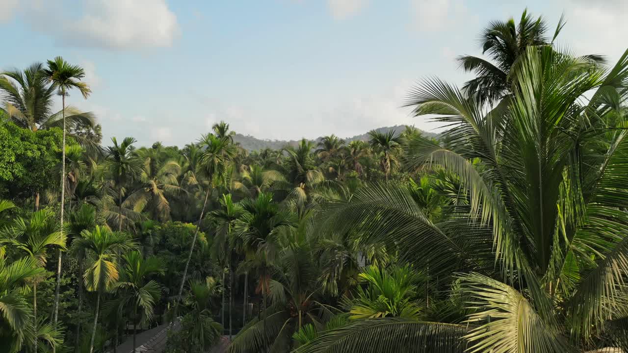 beautiful coconut trees farm in alibaug drone shot