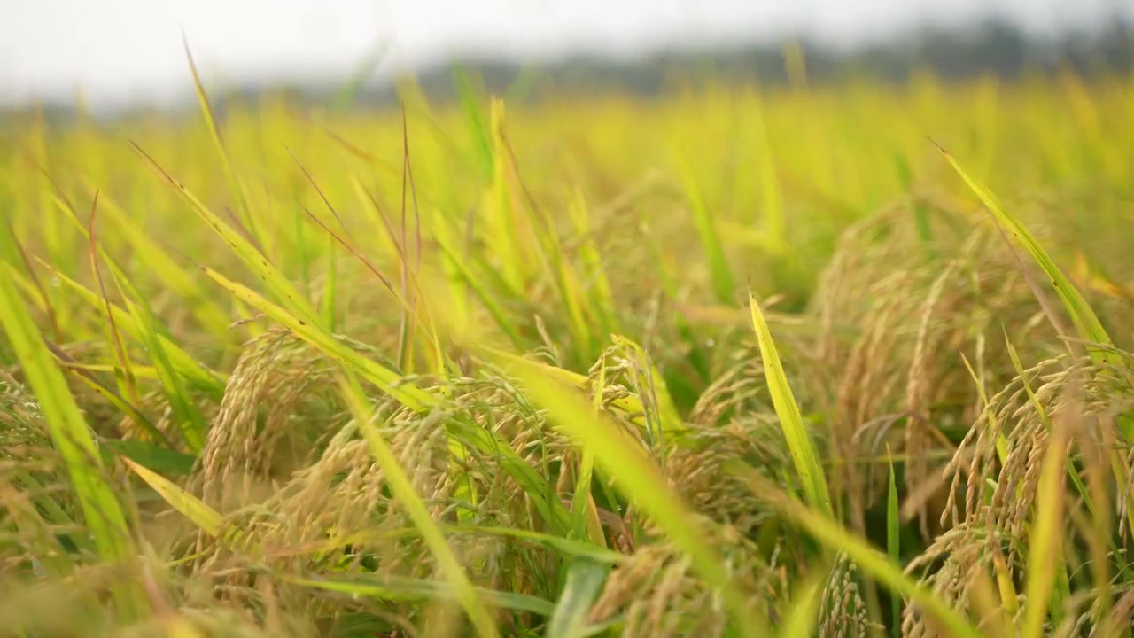 Quando il riso matura, l'intero campo agricolo diventa giallo. Per questo il riso è chiamato la 'coltura dorata'
